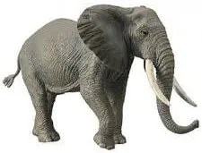 COLLECTA Slon africký