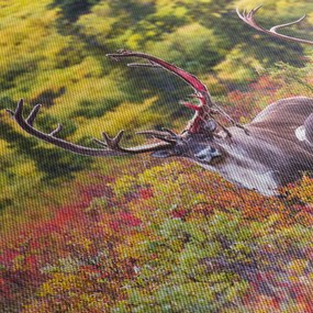 Obraz - Karibu na Aljaške (120x50 cm)