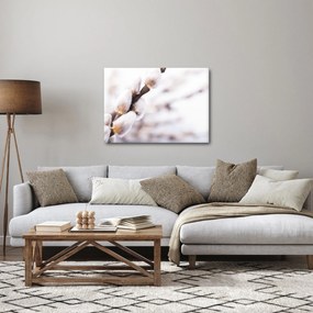 Obraz - Vetva mačičky (70x50 cm)