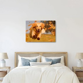 Sklenený obraz - Zlatý retriever (70x50 cm)