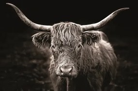 Obraz na plátne Škótska krava, 118x78 cm%
