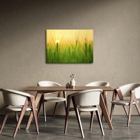 Obraz - Pole s obilím (70x50 cm)