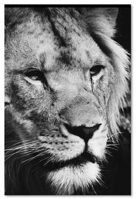 Gario Obraz na plátne Čiernobiely lev Rozmery: 40 x 60 cm