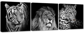 Obraz na plátně třídílný Zvířata Afrika - 90x30 cm
