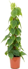 Philodendron scandens mosspole stlp 24x120 cm