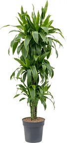 Dracena - Dracaena fragrans "Arturo" Branched multi 30x160 cm