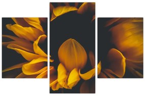 Obraz - Slnečnica v čiernom pozadí (90x60 cm)