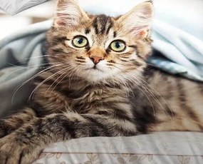 Obliečky KITTY RAME 3-dielna sada 140x200 cm