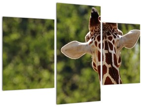 Obraz žirafy zozadu (90x60 cm)
