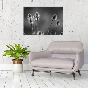 Sklenený obraz - Béžová soft grass N⁰2 (70x50 cm)