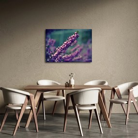 Obraz fialovej kvetiny (70x50 cm)