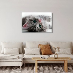 Obraz - Mačka so zelenými očami (90x60 cm)
