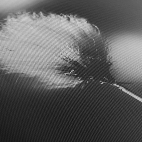 Obraz - Čiernobiely cottongrass (90x60 cm)