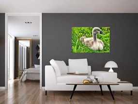 Obraz - malá labuť v tráve (90x60 cm)