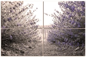 Obraz na plátne - Cestička medzi levanduľovými kríkmi 166FD (150x100 cm)