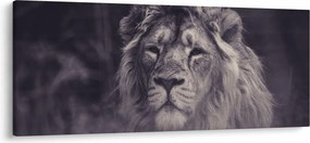 Obraz leva (120x50 cm)