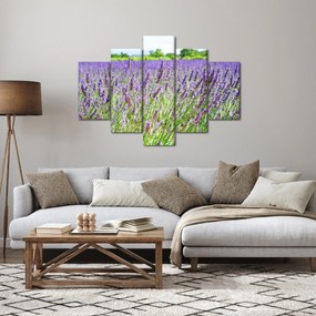 Obraz poľa s levanduľou (150x105 cm)