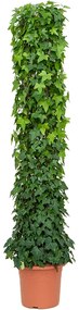 Hedera algeriensis 'Montgomery' Column 220 cm  40x220 cm