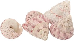 Béžovo-ružová dekorácia mušle v krabičke - 1130g