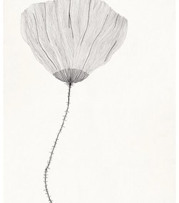 The Poster Club Plagát Poppy by Ana Frois 30x40 cm