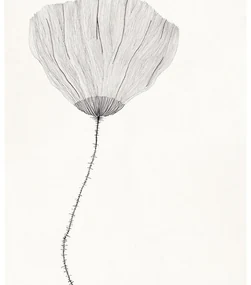 The Poster Club Plagát Poppy by Ana Frois 40x50 cm