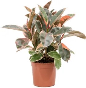 Ficus elastica "Belize" Bush 21x65 cm