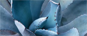 Obraz - Agáve (120x50 cm)