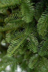 Limpol Vianočný stromček Jedľa Sevilla Výška stromčeka: 210 cm