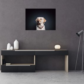 Sklenený obraz labradora (70x50 cm)