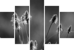Obraz - Béžová soft grass N⁰2 (150x105 cm)