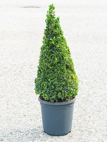 Buxus sempervirens pyramid 23x70 cm