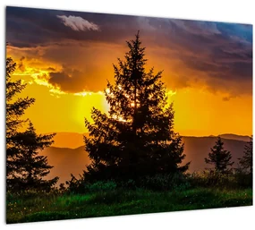 Sklenený obraz - ihličnany (70x50 cm)
