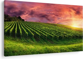 Obraz vinice s farebným nebom (90x60 cm)