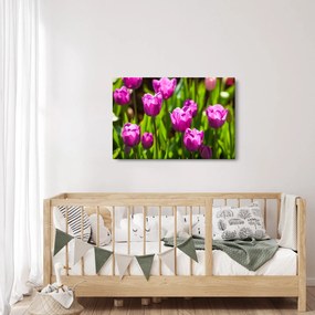 Obraz tulipánov na lúke (90x60 cm)