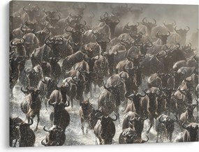 Obraz - Stádo pakoňov (70x50 cm)