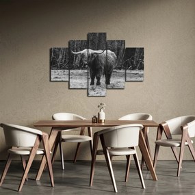 Obraz - Škótska krava (150x105 cm)