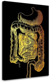Gario Obraz na plátne Zlatá anatómia, tráviaci trakt - Gab Fernando Rozmery: 40 x 60 cm