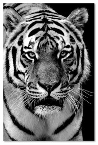 Gario Obraz na plátne Čiernobiely tiger Rozmery: 40 x 60 cm