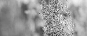 Obraz - Boho pampas grass (120x50 cm)