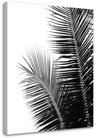 Obraz na plátně Palm Leaf Black White - 60x90 cm