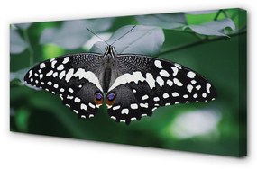Obraz na plátne Farebný motýľ lístia 125x50 cm