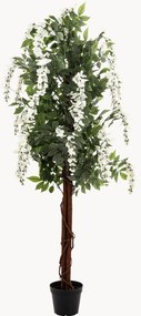 Rastlinná dekorácia v kvetináči Wisteria Tree