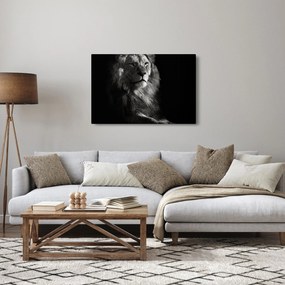 Obraz - Lev (90x60 cm)