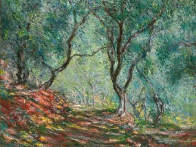 Obrazová reprodukcia Olive Trees in the Moreno Garden (1884), Claude Monet