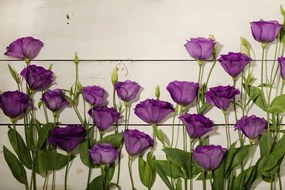 Samolepiaca fototapeta nádherné fialové kvety - 375x250