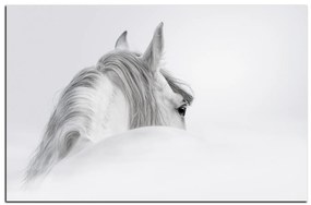 Obraz na plátne - Andalúzsky kôň v hmle 1219A (90x60 cm  )