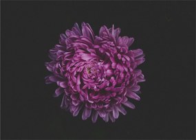 Obraz fialovej kvetiny (70x50 cm)