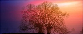 Obraz stromov v hmle (120x50 cm)