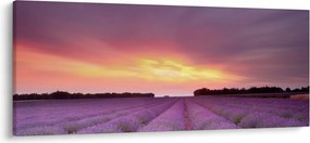 Obraz - Levanduľové pole (120x50 cm)