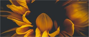 Obraz - Slnečnica v čiernom pozadí (120x50 cm)